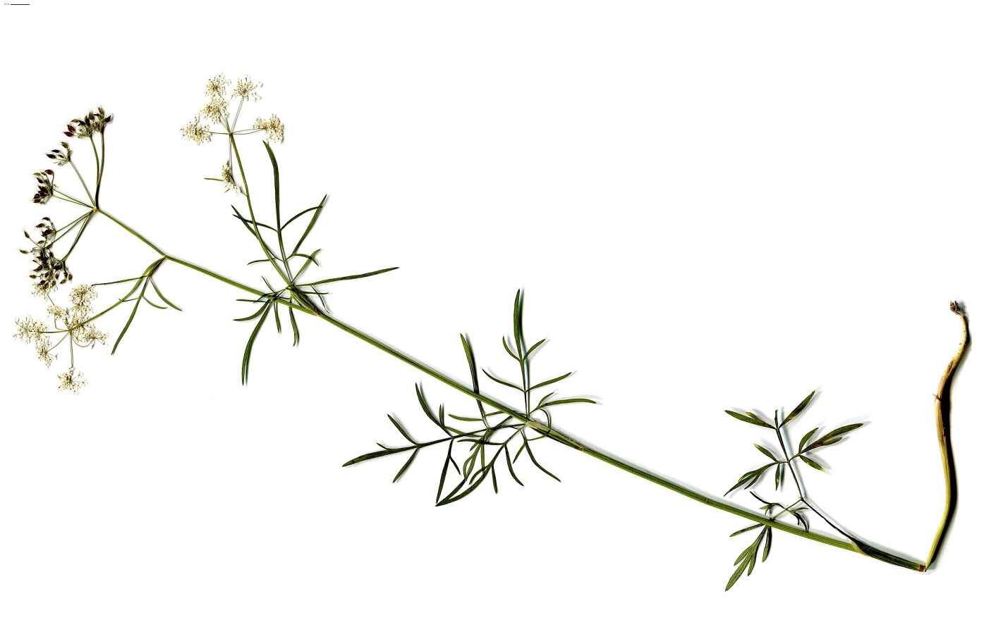 Conopodium pyrenaeum (Apiaceae)